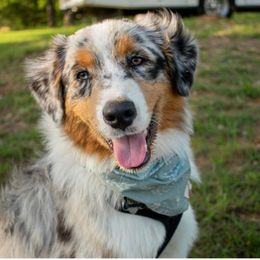 Australian Shepherd Puppies from 4t Aussies