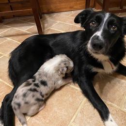 Border Collie All Grown Up from Murphys Farm