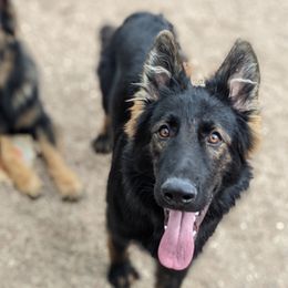 Simona - German Shepherd