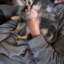 Black merle tan tweed - Blue merle male Pomeranian puppy in Carlinville, Illinois from BCW POMERANIANS