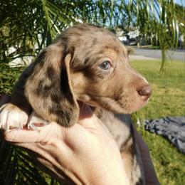 Chip - Dapple male Dachshund puppy in Corona, California from M & M Doxies