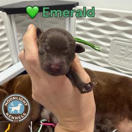 Emerald - Chocolate male Labrador Retriever puppy in Elloree, South Carolina from Moonlight Kennels LLC