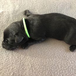 Labrador Retriever Puppies from Southtown Retrievers