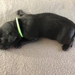 Labrador Retriever Puppies from Southtown Retrievers
