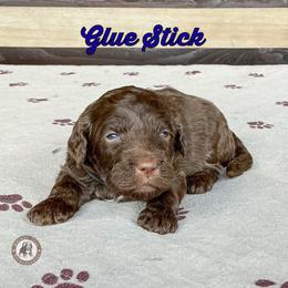 Glue Stick - Brown male Bernedoodle puppy in Banner Elk, North Carolina from Walnut Tree Bernedoodles
