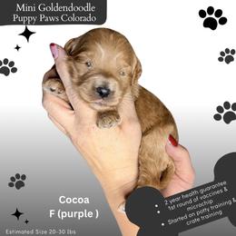 Cocoa - Apricot female Goldendoodle puppy in Fort Lupton, Colorado from Puppy Paws Colorado