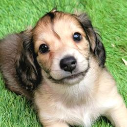 Rotini - Cream female Dachshund puppy in Parma, Idaho from Terracane Dachshunds & Sunwell Golden Retrievers
