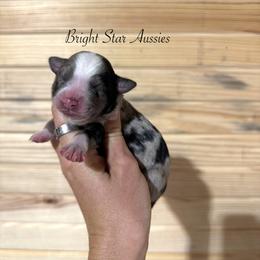 Golden - Blue merle female Australian Shepherd puppy in Newton, Mississippi from Bright Star Aussies