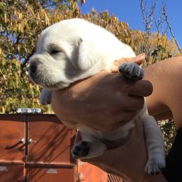 Golden Retriever and Labrador Retriever Puppies from Golden Hills Retrievers