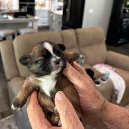 Scooter - Black gold and white male Shih Tzu puppy in Mineola, Texas from RL Phillips Shihtzus