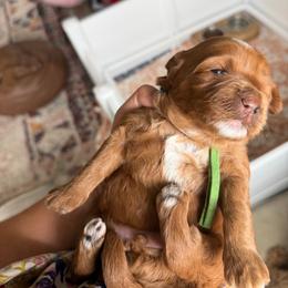 Stormy - Apricot male Goldendoodle puppy in Stockton, California from Family Doodles