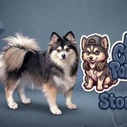 Stormi - Pomsky