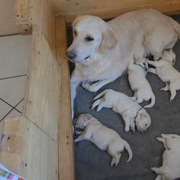Golden Retriever Puppies from Danielle Kemper