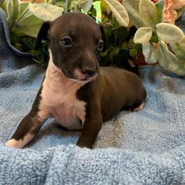 Boy 6 - Black male Italian Greyhound puppy in North Carolina from Celtic Sighthounds