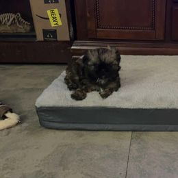 Hazel - Red female Shih Tzu puppy in Houston, Texas from Pup Paw-lace