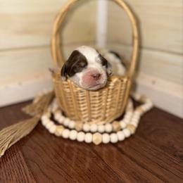 Bolt - Liver and white male English Springer Spaniel puppy in Cottageville, West Virginia from Mountain Top Springers