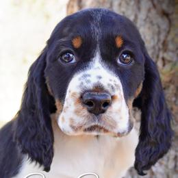 Girl 3 - Black white and tan female English Springer Spaniel puppy in Great Falls, Montana from Big Sky Springers