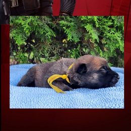 Bucky - Red sable male Belgian Malinois puppy in Chino, California from BlueStone K9