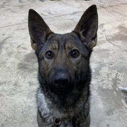 German Shepherds from Paladins Plantation GSDs