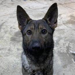 German Shepherds from Paladins Plantation GSDs