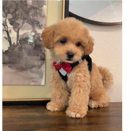 Cartier - Apricot male Maltipoo puppy in Spring, Texas from GlamPaw Maltipoos