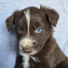 Tripp 8 - Red & white male Australian Shepherd puppy in Kingman, Arizona from Long Mt Aussies