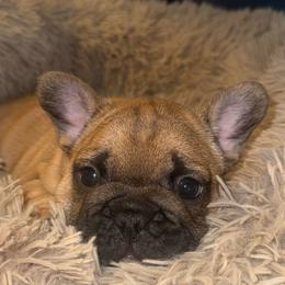 Boy 2 - Fawn male French Bulldog puppy in Muncie, Indiana from Seven Blessings Frenchies
