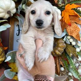 Cream boy - Cream male Dachshund puppy in Payette, Idaho from NT Mini Doxies