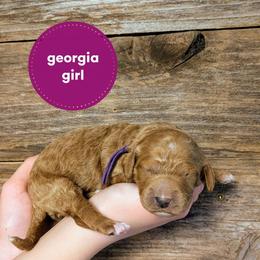 Georgia - Red  female Goldendoodle puppy in Cambridge, Minnesota from Country Meadow Doodles