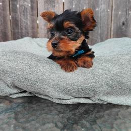 Mr. Baby blue - Black and tan male Yorkshire Terrier puppy in Woodway, Texas from The Yorkie Empire