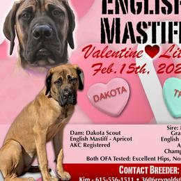 Mastiffs from Titan Mastiffs