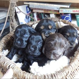 English Cocker Spaniel Puppies from Woodwyn Farm