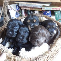 English Cocker Spaniel Puppies from Woodwyn Farm