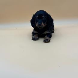 Dandelion - Black and tan female Dachshund puppy in Porterville, California from Desert Dynasty