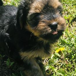 Theo - Blue and gold Yorkshire Terrier puppy in Marion, Indiana from Brandon's Yorkshire Terriers