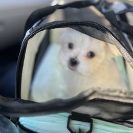 Maltese Puppies from Genice’s Small Wonders