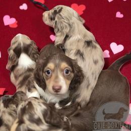 Panda - Chocolate and cream male Dachshund puppy in Oklahoma City, Oklahoma from OkieDoxieland Dachshunds