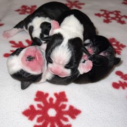 Boston Terriers from 🐾❤️ Stephanie's Boston Terriers ❤️🐾