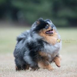 Margot - Pomeranian
