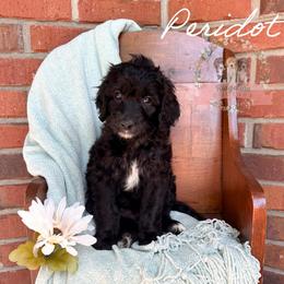 Peridot - Black and white female Aussiedoodle puppy in Corydon, Indiana from Ridgeline Doodles