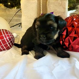 Yorkshire Terrier Puppies from Yorkie Fever