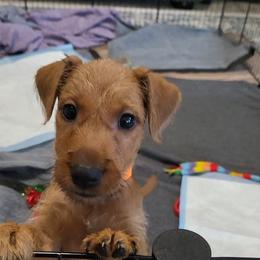 Ailen - Red female Irish Terrier puppy in Splendora, Texas from Cloverdell Irish