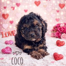 Coco - Black and tan female Cavapoo puppy in Warrensburg, Missouri from Supreme Doodles