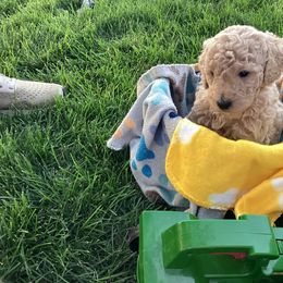 Tate - Apricot male Labradoodle puppy in Elk, Washington from Elk Creek Kennel