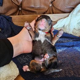 Mr. Giggles - Merle male Bernedoodle puppy in Decatur, Georgia from So Adoodable