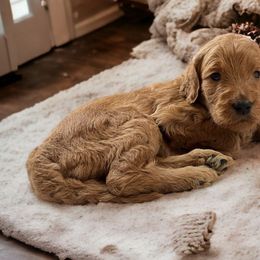 Doe- light gray - Apricot Goldendoodle puppy in Augusta, Maine from Bridgewood Doodle Farm LLC.
