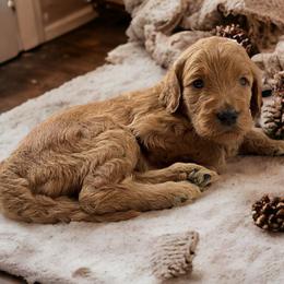 Doe- light gray - Apricot Goldendoodle puppy in Augusta, Maine from Bridgewood Doodle Farm LLC.