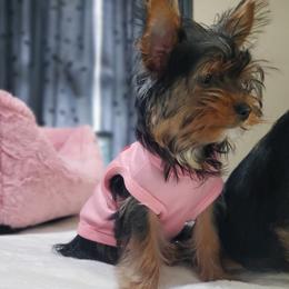 Lola - Black and tan female Yorkshire Terrier puppy in Bay County, Florida from Love My Yorkie Babies