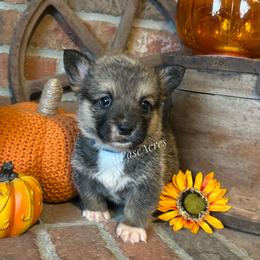 Cortland - Sable male Pembroke Welsh Corgi puppy in Berne, New York from At Ease Acres