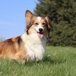 Remy - Pembroke Welsh Corgi